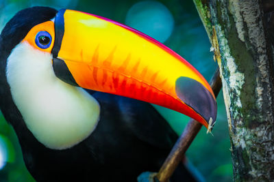 toucan