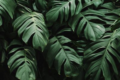 Full frame shot of green leaves