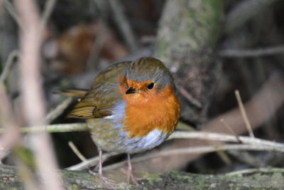 Close-up of sparrow perching outdoors