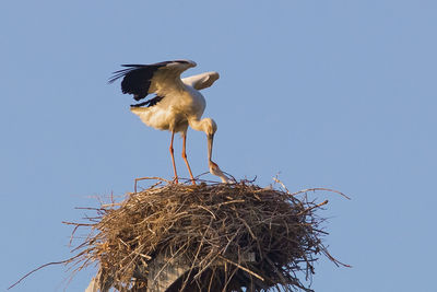 Low angle view of bird perching on nest