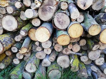 Full frame shot of logs in forest