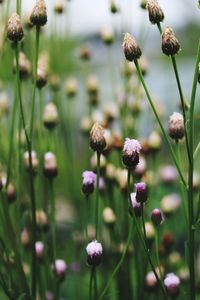 Close-up of purple flowering plants