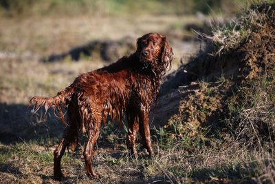 Dog standing on field