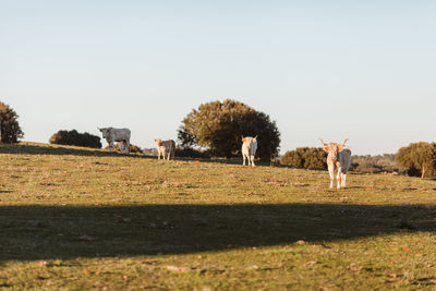 Cows grazing on field against clear sky