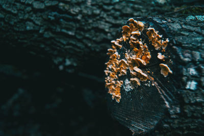 Close-up of leaf on rock against tree trunk