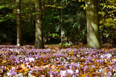 View of flowers growing in park