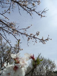 Low angle view of cherry blossoms against sky