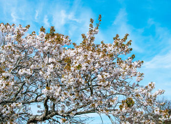 Low angle view of flowering tree against blue sky