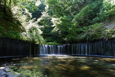 Scenic view of waterfall against trees in forest