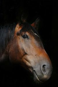 Close-up of a horse