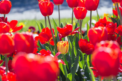 Close-up of red tulips in field