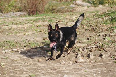 Portrait of black dog running on field