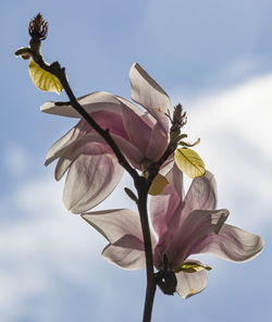 Low angle view of flowering plant against sky