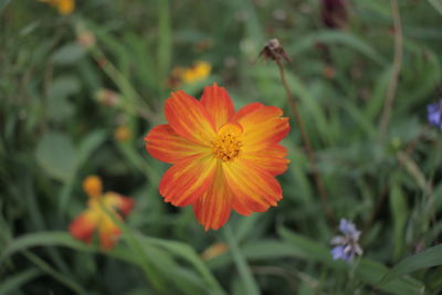 Close-up of orange flower