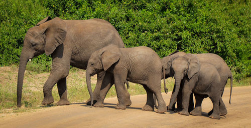 indian elephant