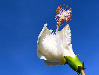 Close-up of white rose against blue sky