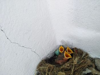 High angle view of bird in nest on wall