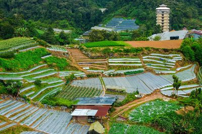 High angle view of agricultural field