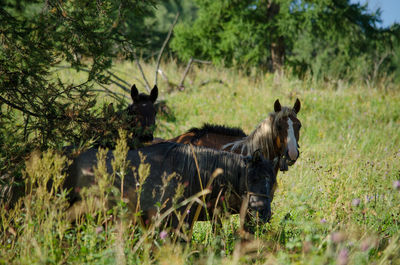 Horses in a field