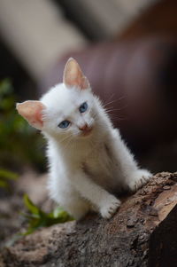 Close-up portrait of white kitten
