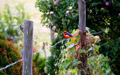 Close-up of bird perching on tree