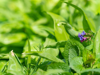 Pulmonaria obscura in middle of bears garlic leaves. unspotted lungwort or suffolk lungwort