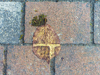 High angle view of leaf on street