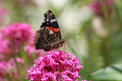 Close-up of butterfly pollinating on pink flower