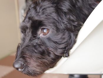 Close-up of dog at home