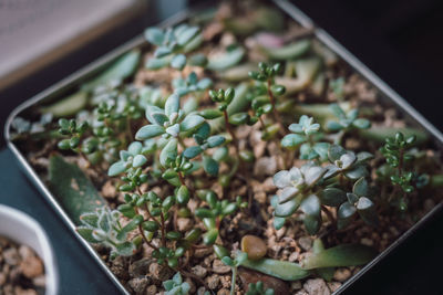 High angle of different types of succulents growing indoors on a metallic tray.