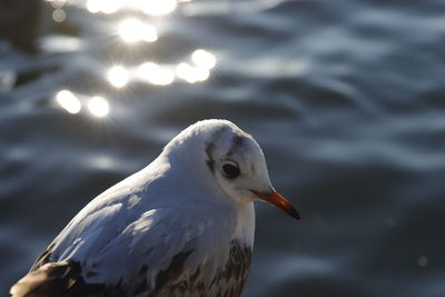 Close-up of bird