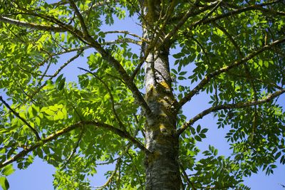 Low angle view of tree