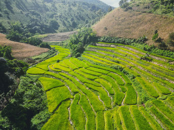 Scenic view of agricultural field