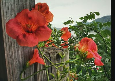 Close-up of red rose