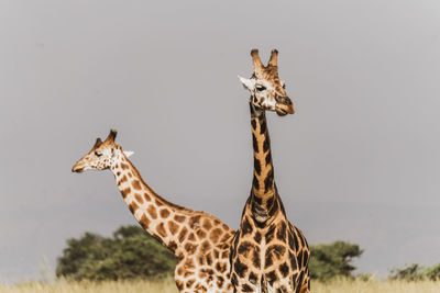 Giraffes standing against sky