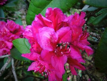 Close-up of pink flowers