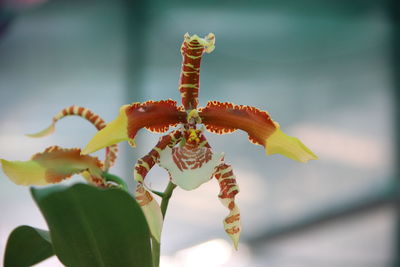 Close-up of flowering plant