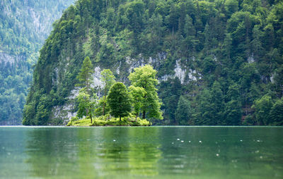 Scenic view of lake in forest