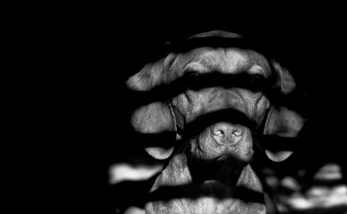 Close-up portrait of young dog against black background