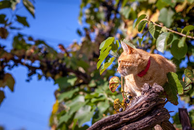 Low angle view of cat on wood against tree