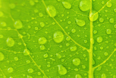 Full frame shot of wet leaves