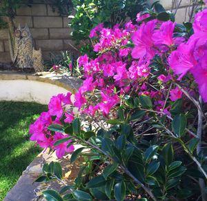 Close-up of pink flowers blooming outdoors