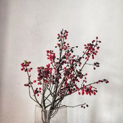 Close-up of red flowering plant in vase against wall