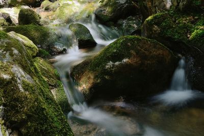 Scenic view of waterfall in forest