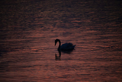 Silhouette duck swimming in sea