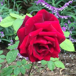 Close-up of red flowers
