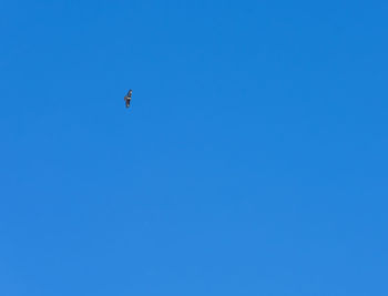 Low angle view of bird flying in sky