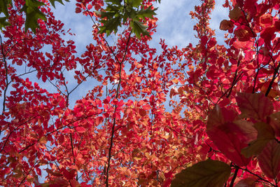 Low angle view of cherry blossom tree