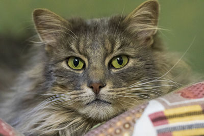 Close-up portrait of a cat