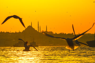 Seagulls flying over sea against orange sky